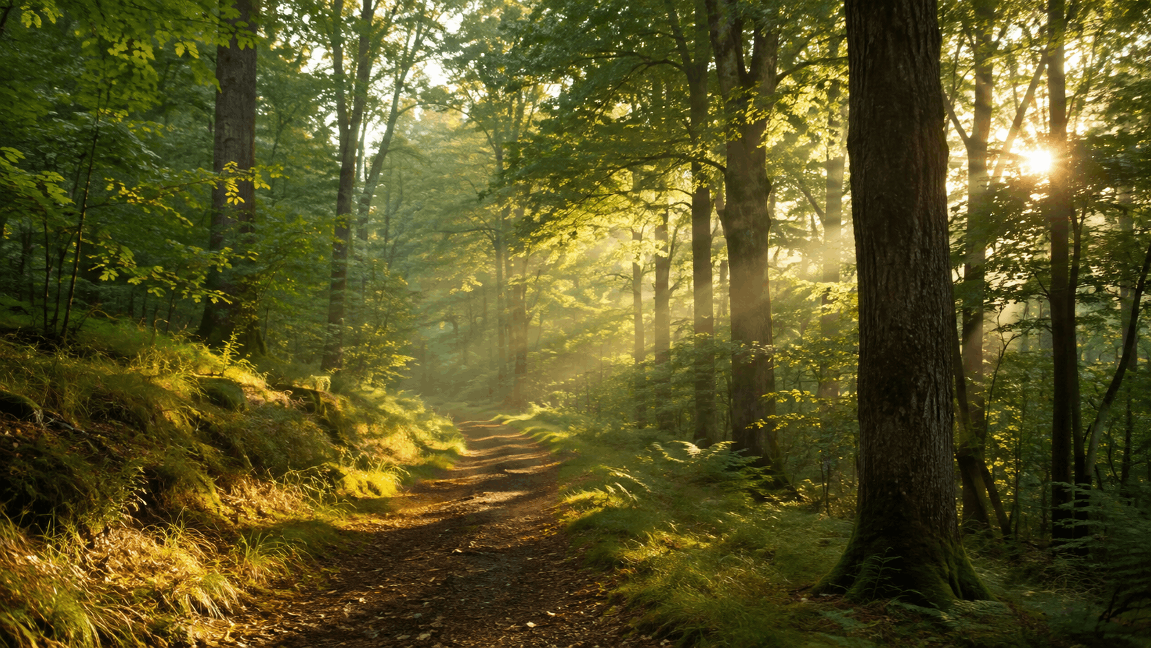 Atemnot durch Angst — stiller Waldweg im weichen Morgenlicht