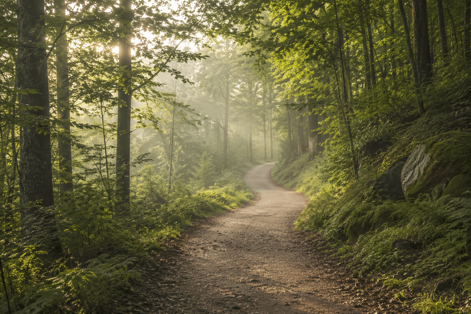 Stressreaktionen – ruhiger Waldweg als Symbol für langsame Regulation und neue Wahlmöglichkeiten