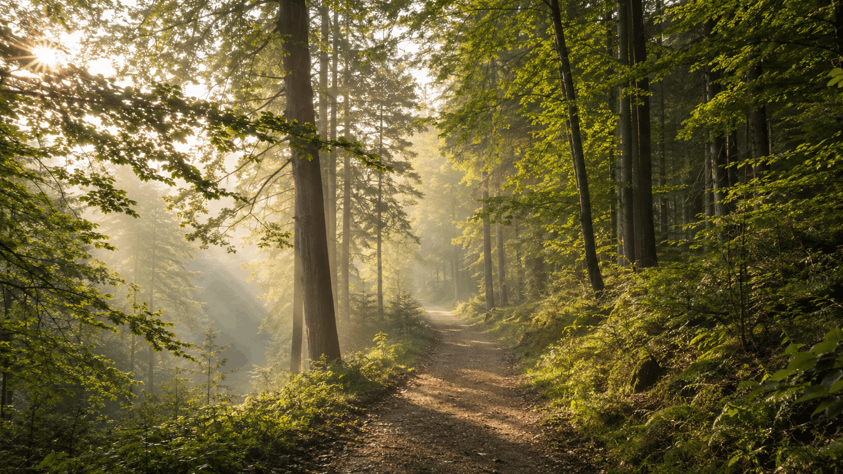 Durchfall durch Stress – ruhiger Waldweg im weichen Morgenlicht bei einem langsamen Spaziergang