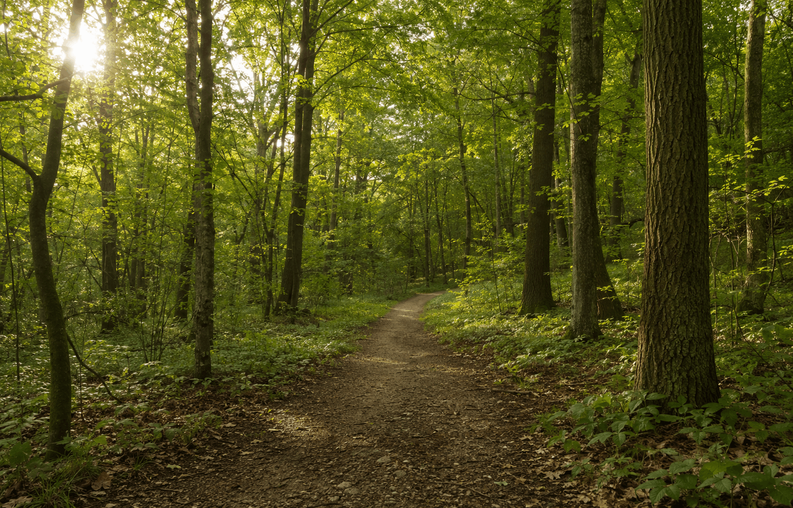 Funktionaler Freeze – ruhiger Waldweg für einen langsamen Spaziergang und bewusste Orientierung