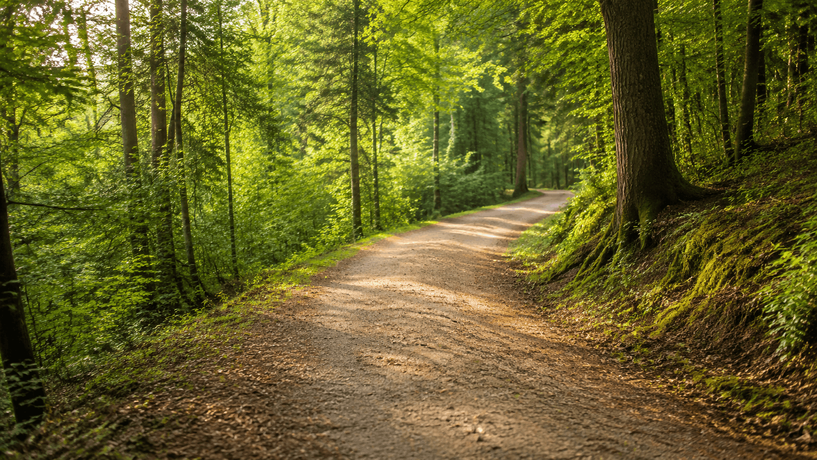 Panikattacke Symptome – ruhiger Waldweg als Symbol für kleine regulierende Schritte