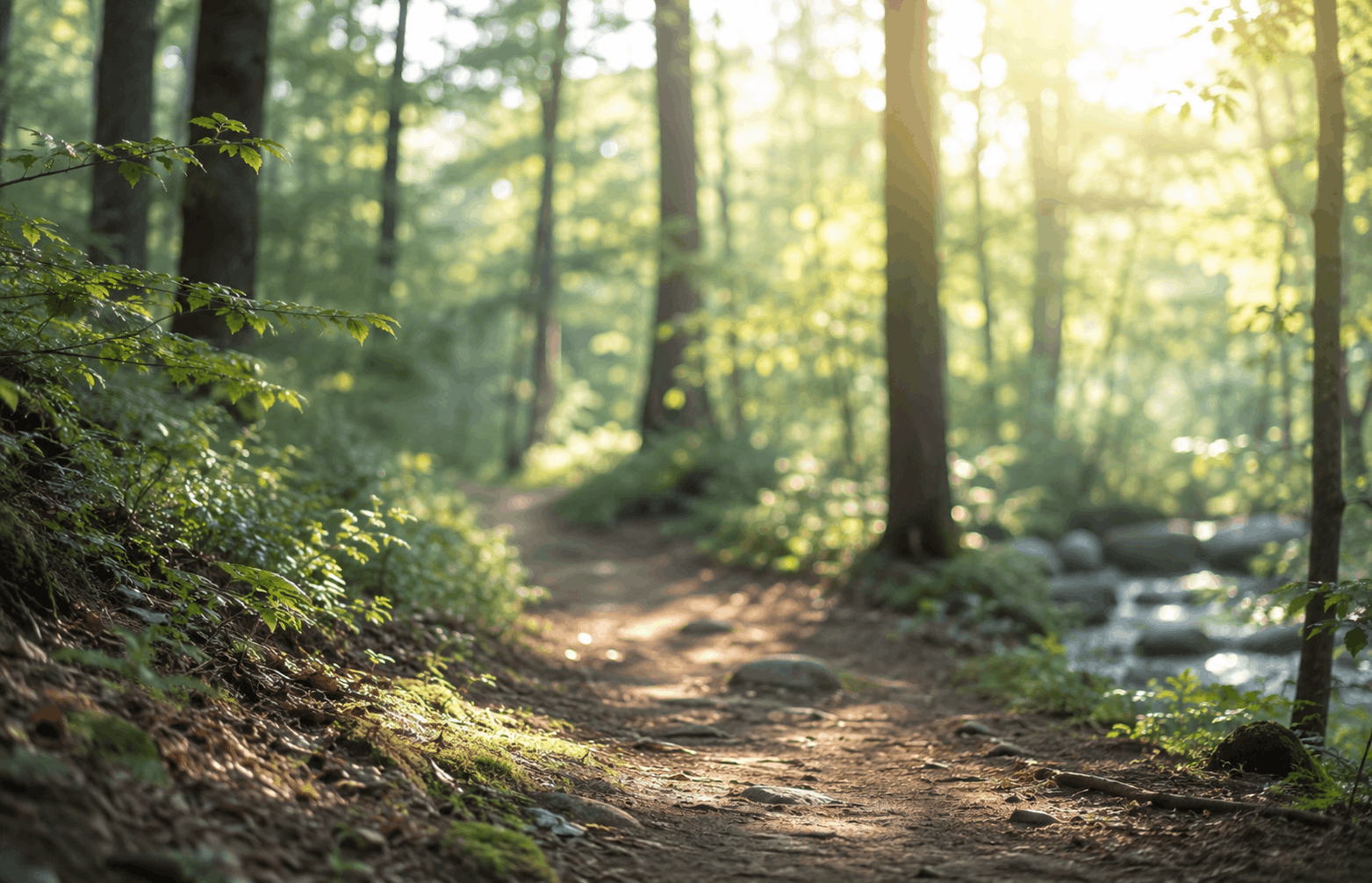 innere Unruhe bekämpfen — ruhiger Waldweg im weichen Fokus während eines achtsamen Spaziergangs